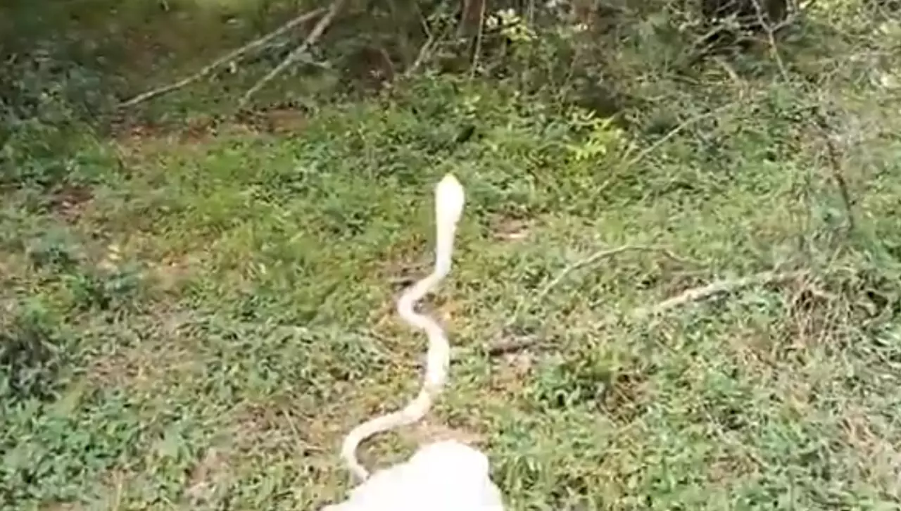 Naja albina rara é encontrada dentro de casa na Índia; veja o vídeo